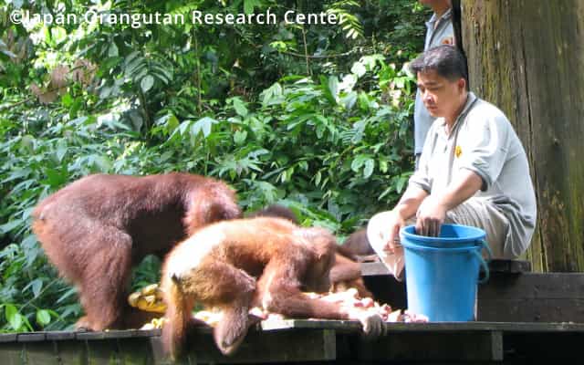 Conservation of orangutans