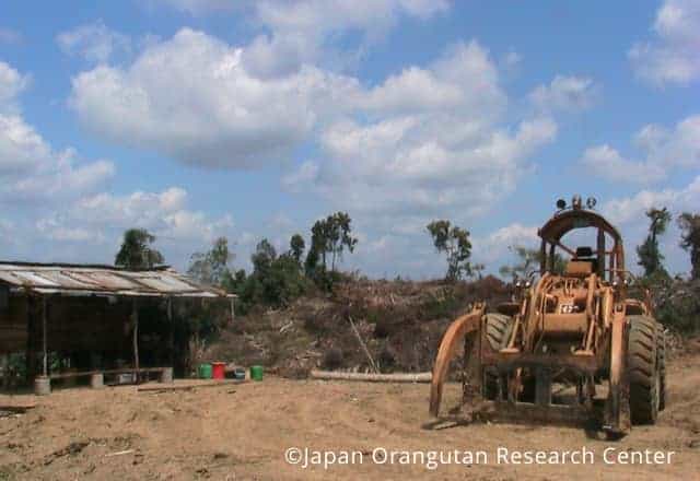 Development of oil palm plantation