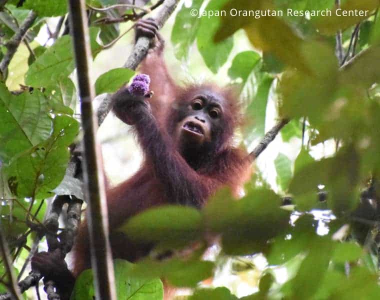 Orangutan