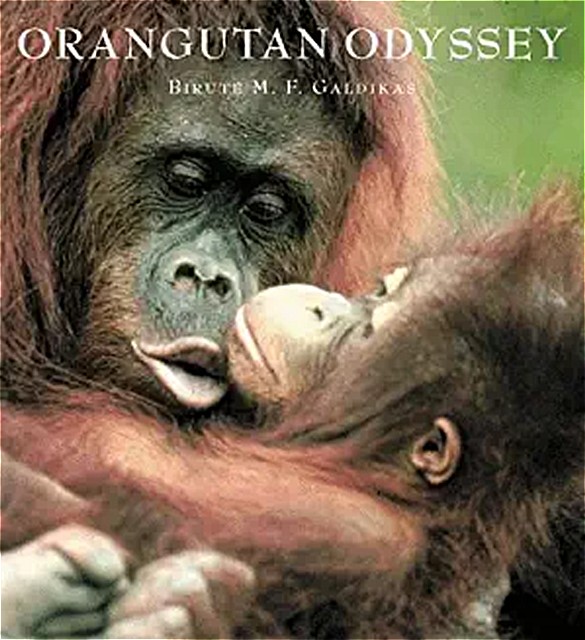 Orangutan Odyeesy