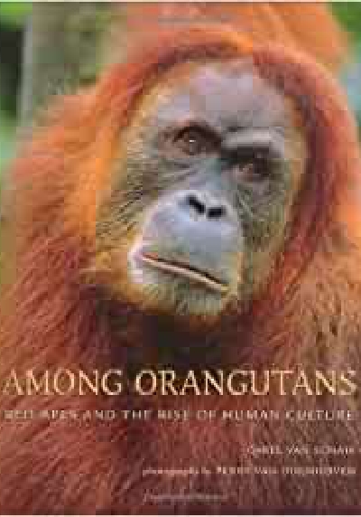 Among Orangutans