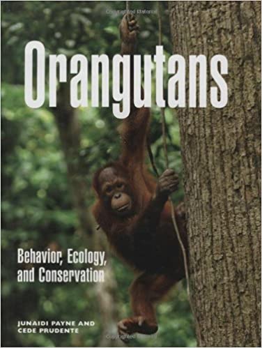 Orang-utans