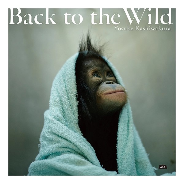 『Back to the Wild 』森を失ったオランウータン