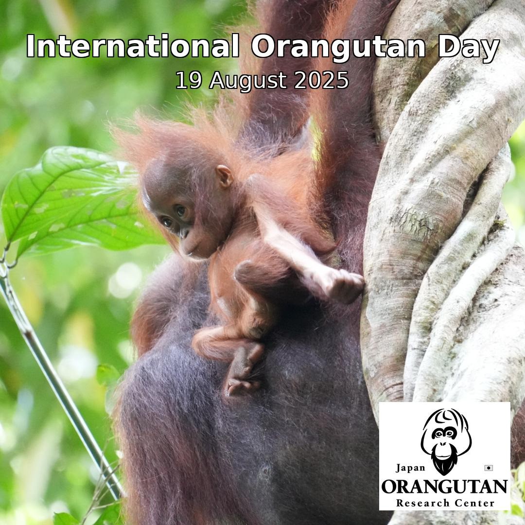 International Orangutan Day 　　　　　　　　　　国際オランウータンの日
