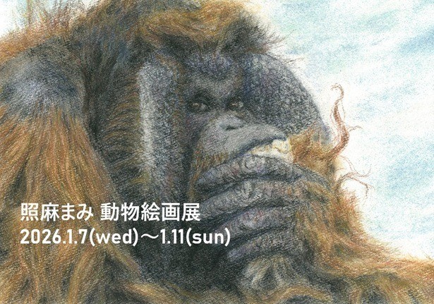 【絵画展案内】「照麻まみ 動物絵画展」2016.1.7(水)ー1.11(日)