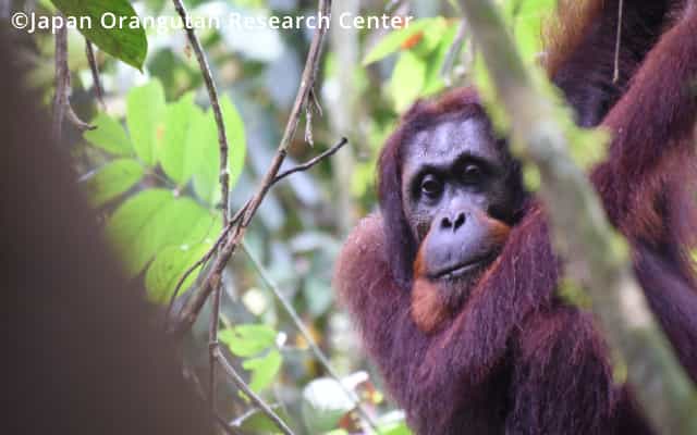 オランウータンについて