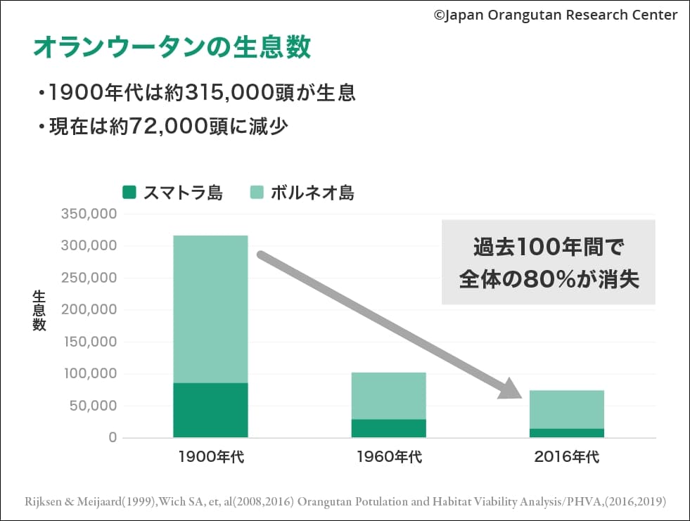 オランウータンの生息数　グラフ