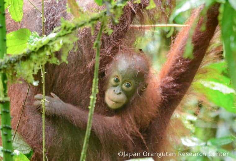 orangutans