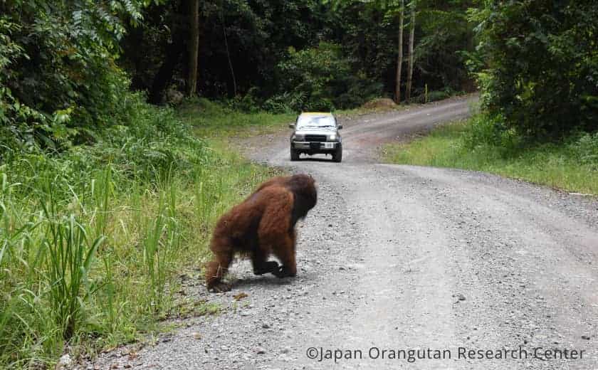 orangutans