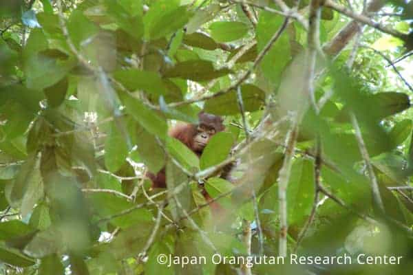 樹上で生活しているオランウータン