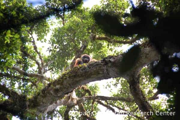 見つけにくいオランウータン