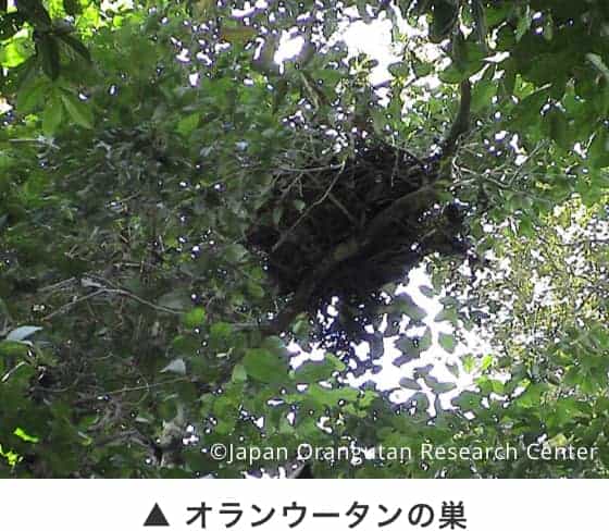オランウータンの巣
