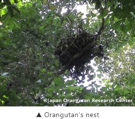 Orangutan nest