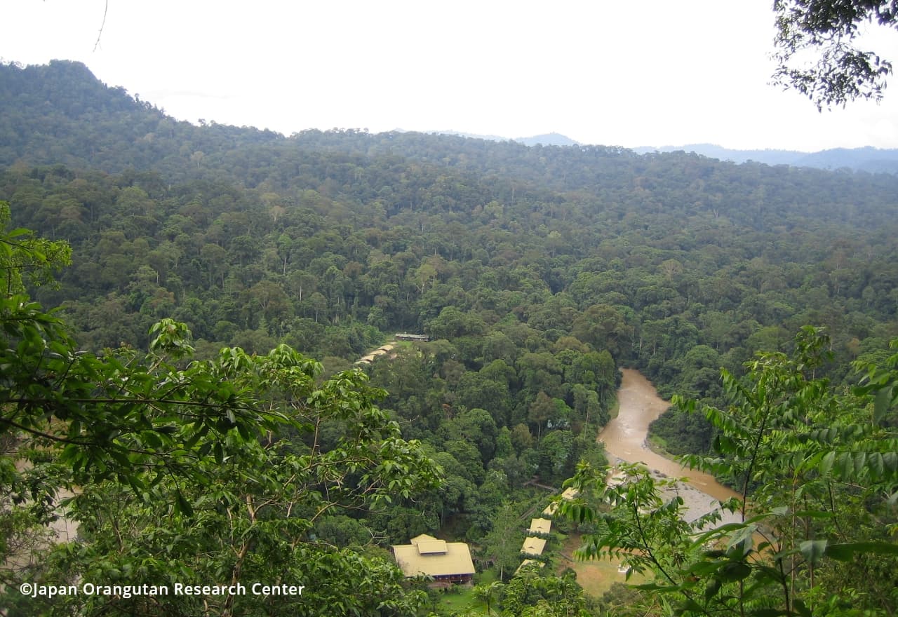 Danum Valley forest1