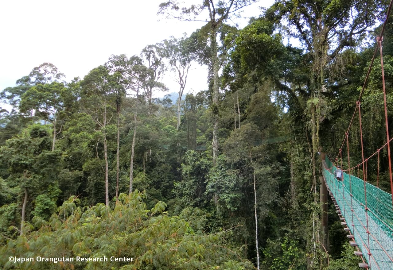 Danum Valley forest2