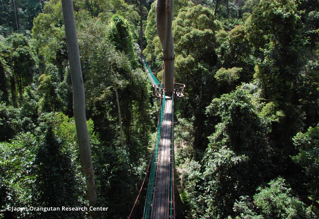 Danum Valley forest3