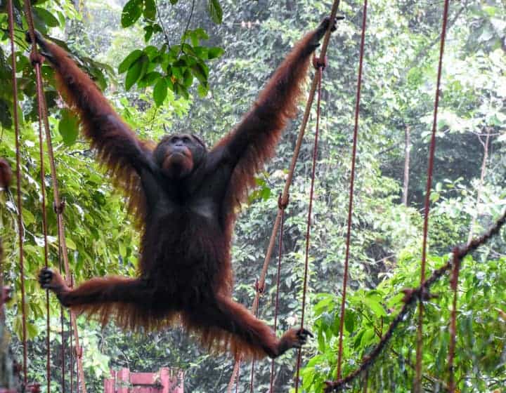 オランウータン