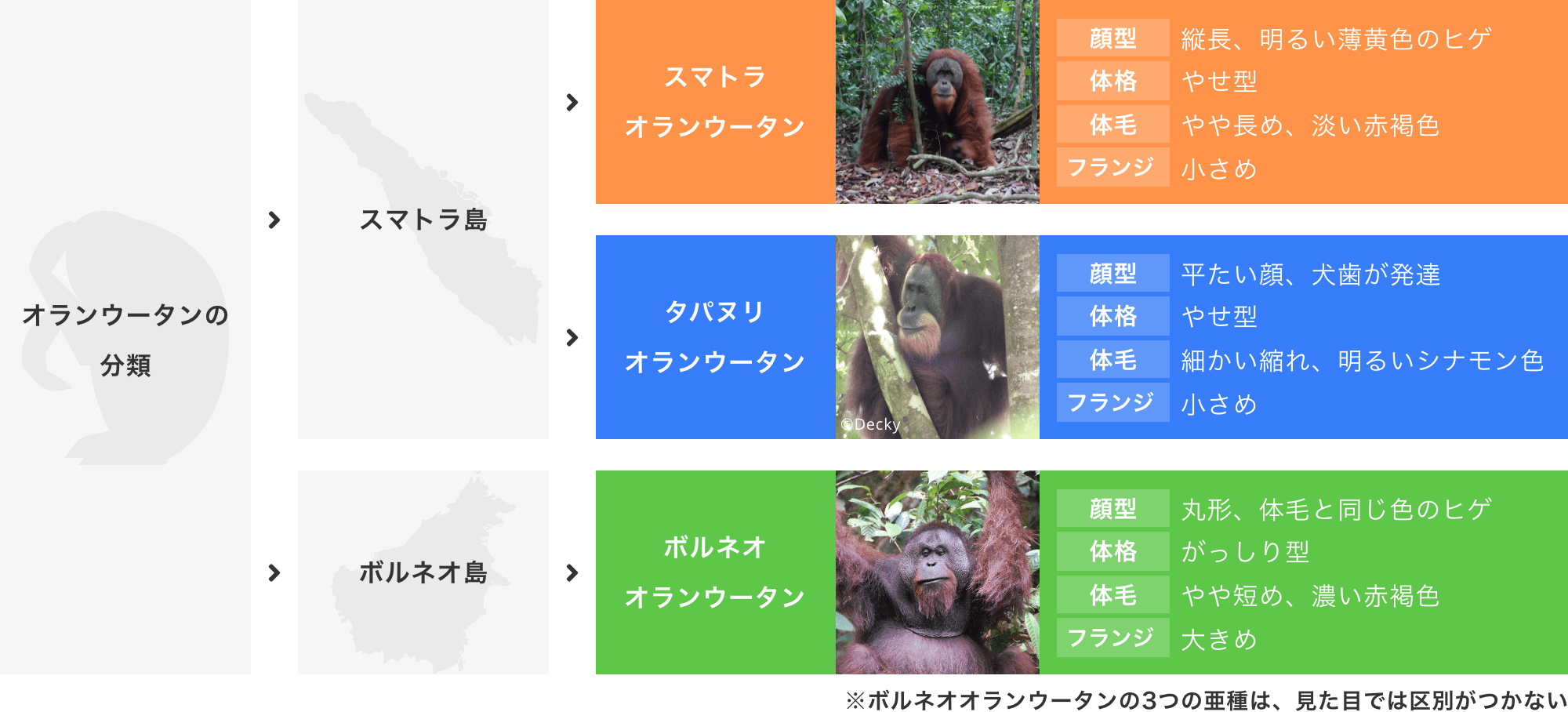 オランウータンの分類