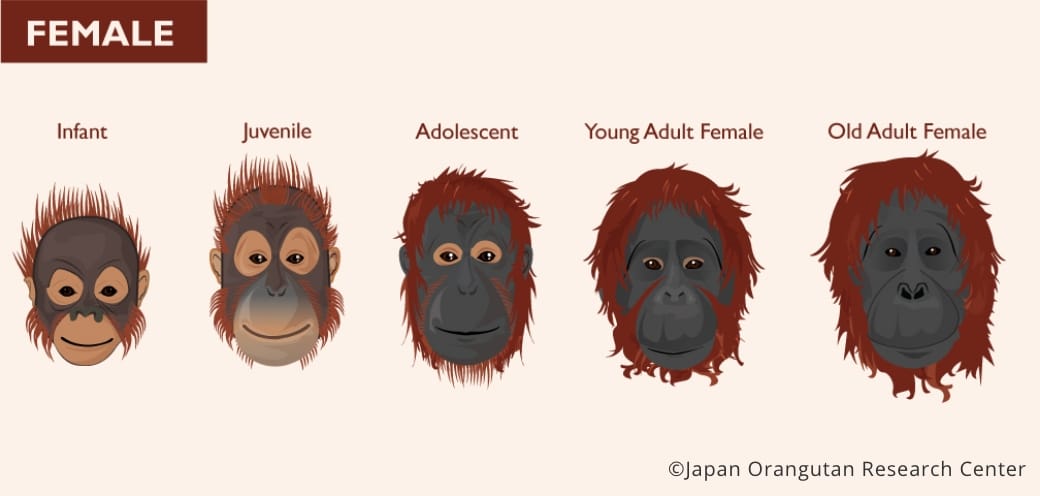 Facial changes in females