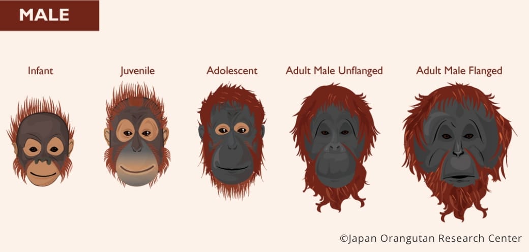 Facial changes in males