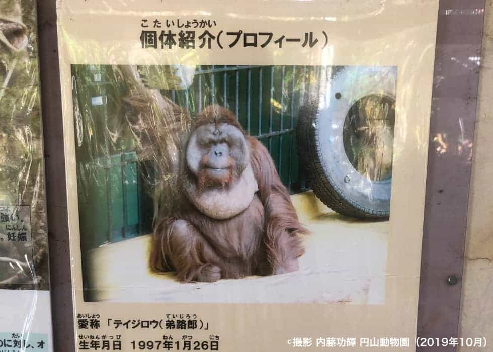 動物園での活動 日本オランウータン リサーチセンター 通称 おらけん 動物園での活動 日本オランウータン リサーチセンター 通称 おらけん