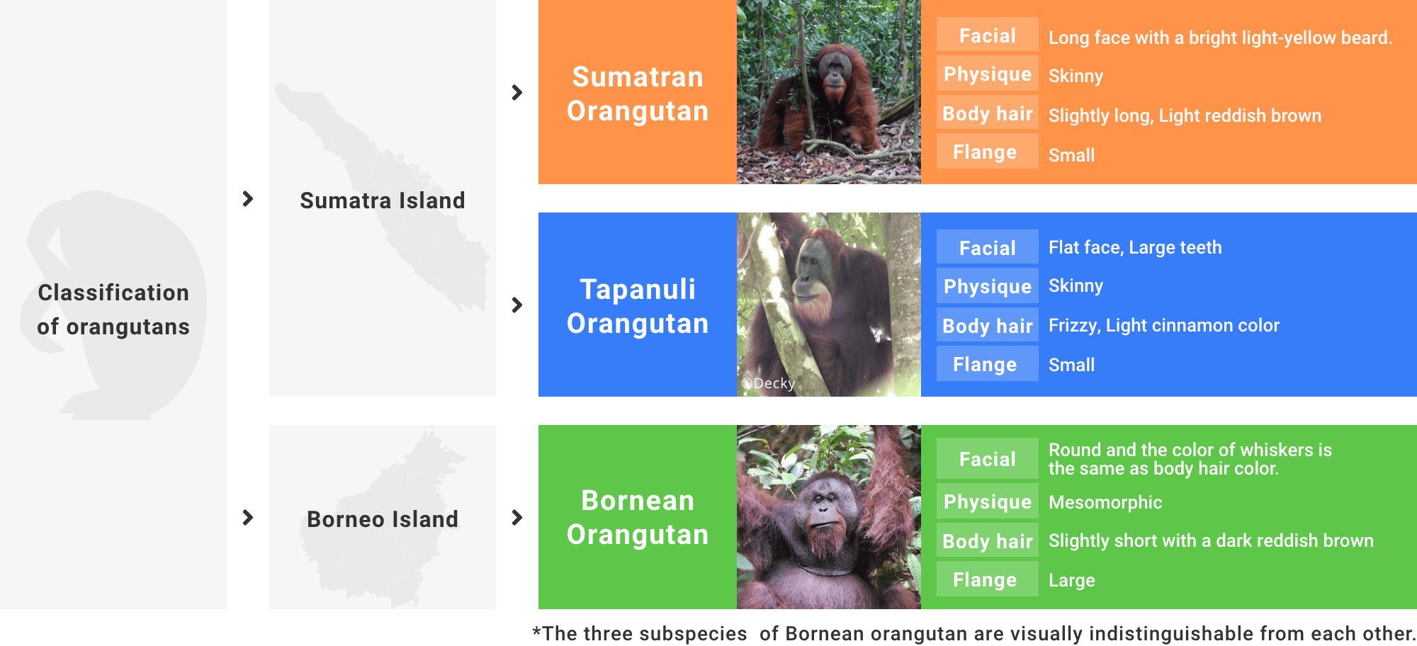 オランウータンの分類