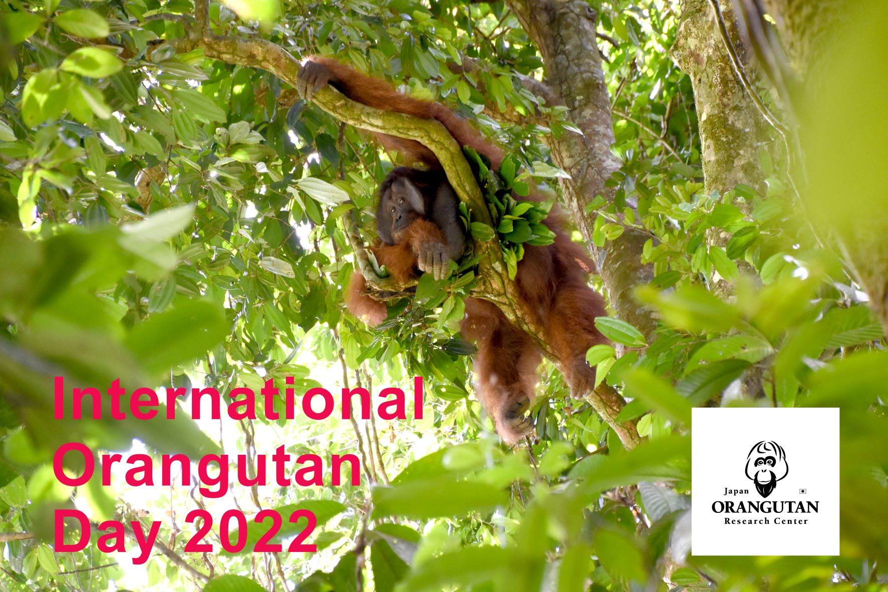 International Orangutan Day 　　　　　　　　　　国際オランウータンの日