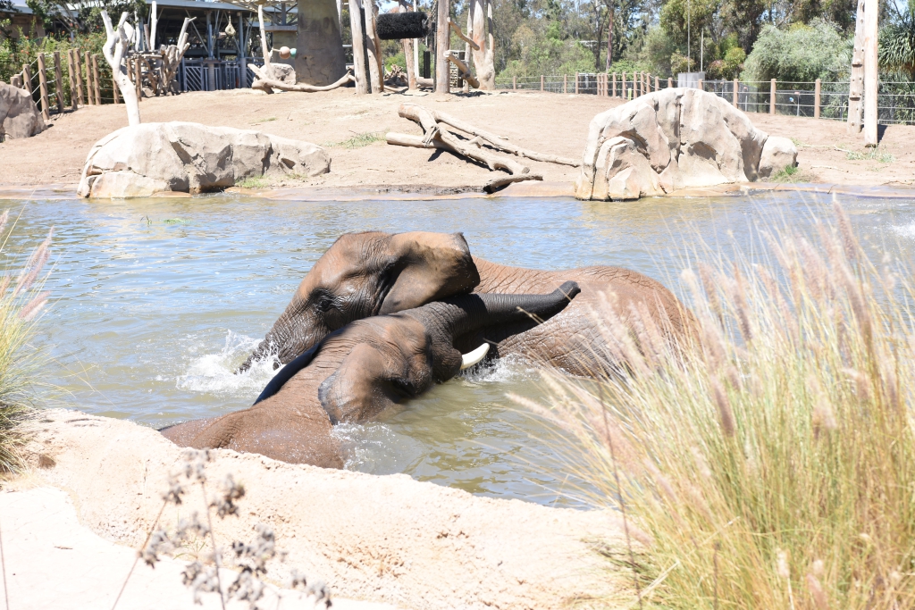 サンディエゴ動物園の印象 サンディエゴ動物園の印象