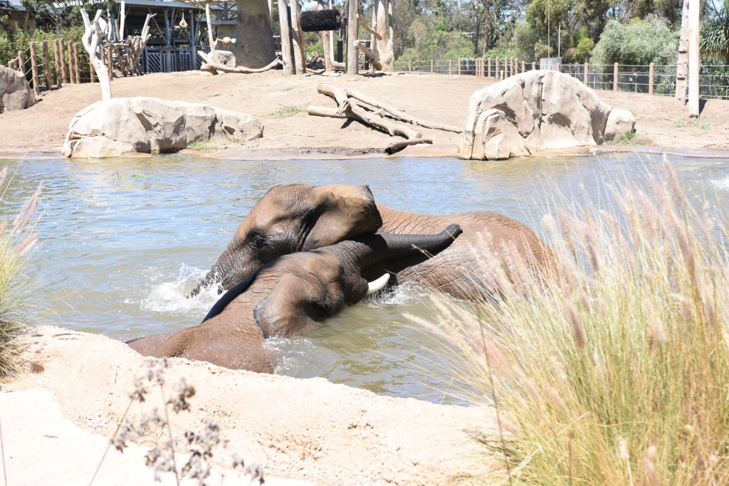 サンディエゴ動物園の印象