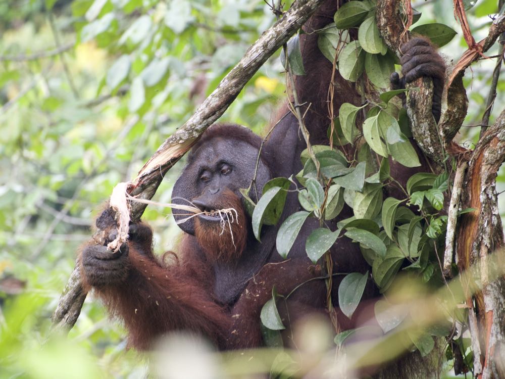 New paper on stable isotopic investigation of wild orangutans' diet