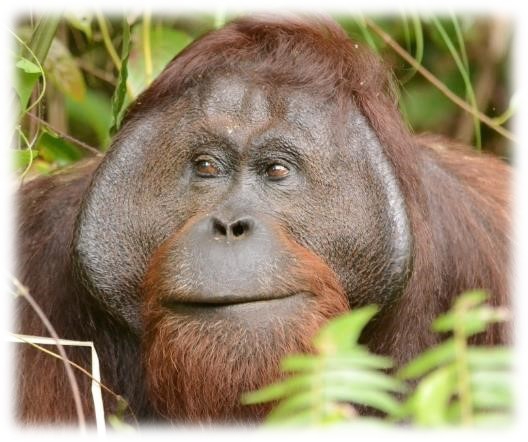 おらけんマガジンは おらけんマガジンは
